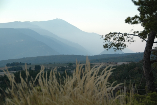 wedding mont ventoux lavanders