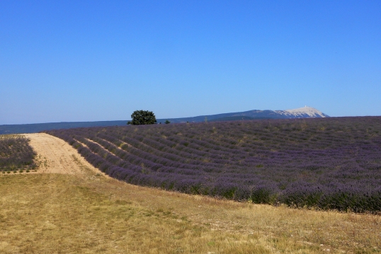 wedding mont ventoux lavanders